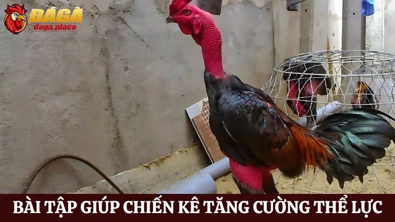 Cách chăm sóc chiến kê đá gà của những sư kê hàng đầu Cách chăm sóc chiến kê đá gà qua các bài tập