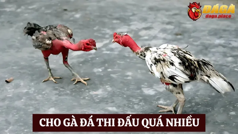Những sai lầm thường gặp khi nuôi gà đá bạn nên biết Một trong những sai lầm thường gặp khi nuôi gà đá là Cho gà thi đấu quá nhiều