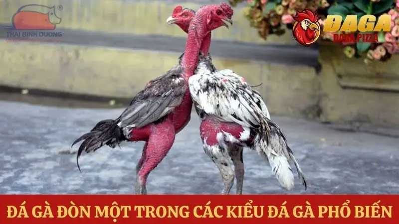 Các kiểu đá gà phổ biến hiện nay khi tham gia đá gà online Các kiểu đá gà phổ biến - Đá gà đòn