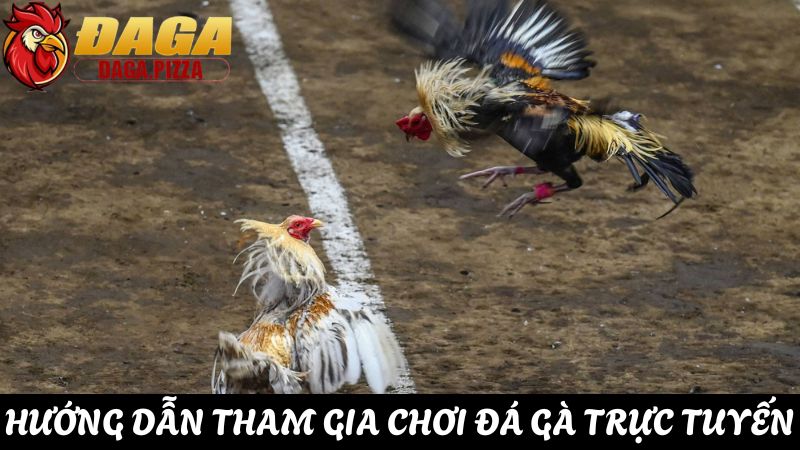 Giải đáp: “Tại sao đá gà lại thu hút nhiều người tham gia?” giải đáp Tại sao đá gà lại thu hút nhiều người tham gia