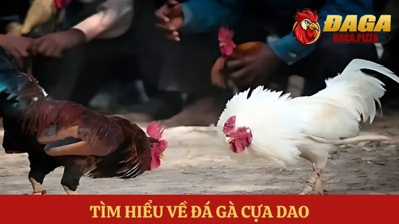 Các kiểu đá gà phổ biến hiện nay khi tham gia đá gà online Các kiểu đá gà phổ biến