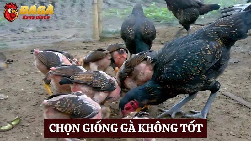 Những sai lầm thường gặp khi nuôi gà đá bạn nên biết Một trong những sai lầm thường gặp khi nuôi gà đá