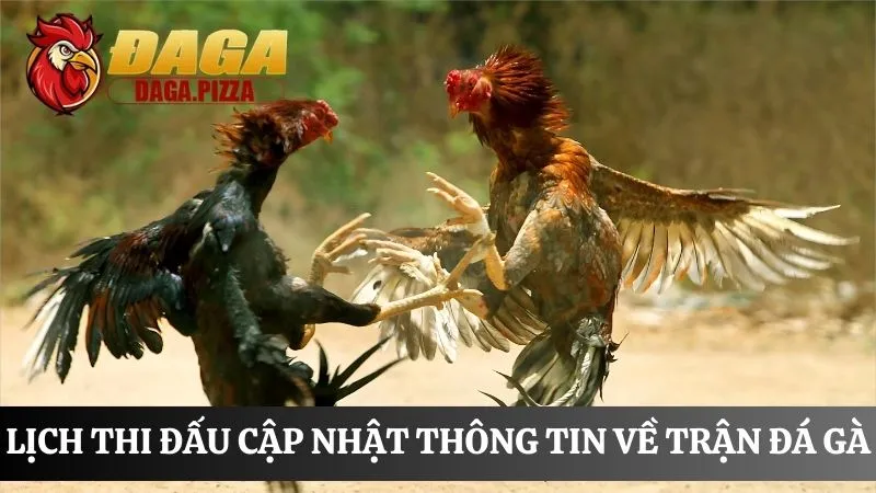 Lịch thi đấu đá gà: Cập nhật nhanh và liên tục trong ngày Lịch thi đấu đá g