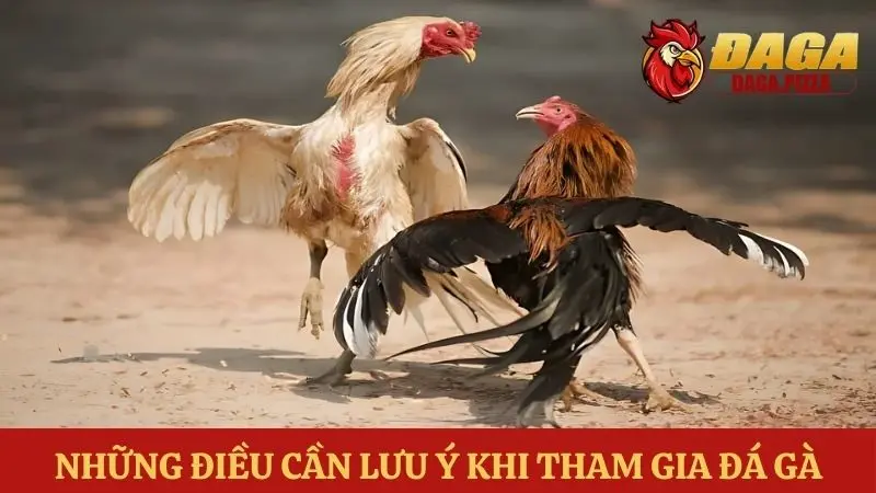 Các kiểu đá gà phổ biến hiện nay khi tham gia đá gà online tìm hiểu Các kiểu đá gà phổ biến