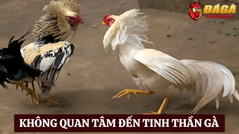 Những sai lầm thường gặp khi nuôi gà đá bạn nên biết Một trong những sai lầm thường gặp khi nuôi gà đá là không quan tâm đến tinh thần gà