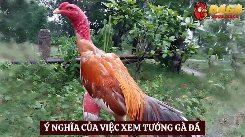 Cách xem tướng gà đá chuẩn nhất - Bí quyết chọn chiến kê Cách xem tướng gà đá chuẩn nhất